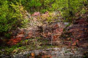 Along the Skyline Parkway-8884.jpg Along the Skyline Parkway-8884.jpg